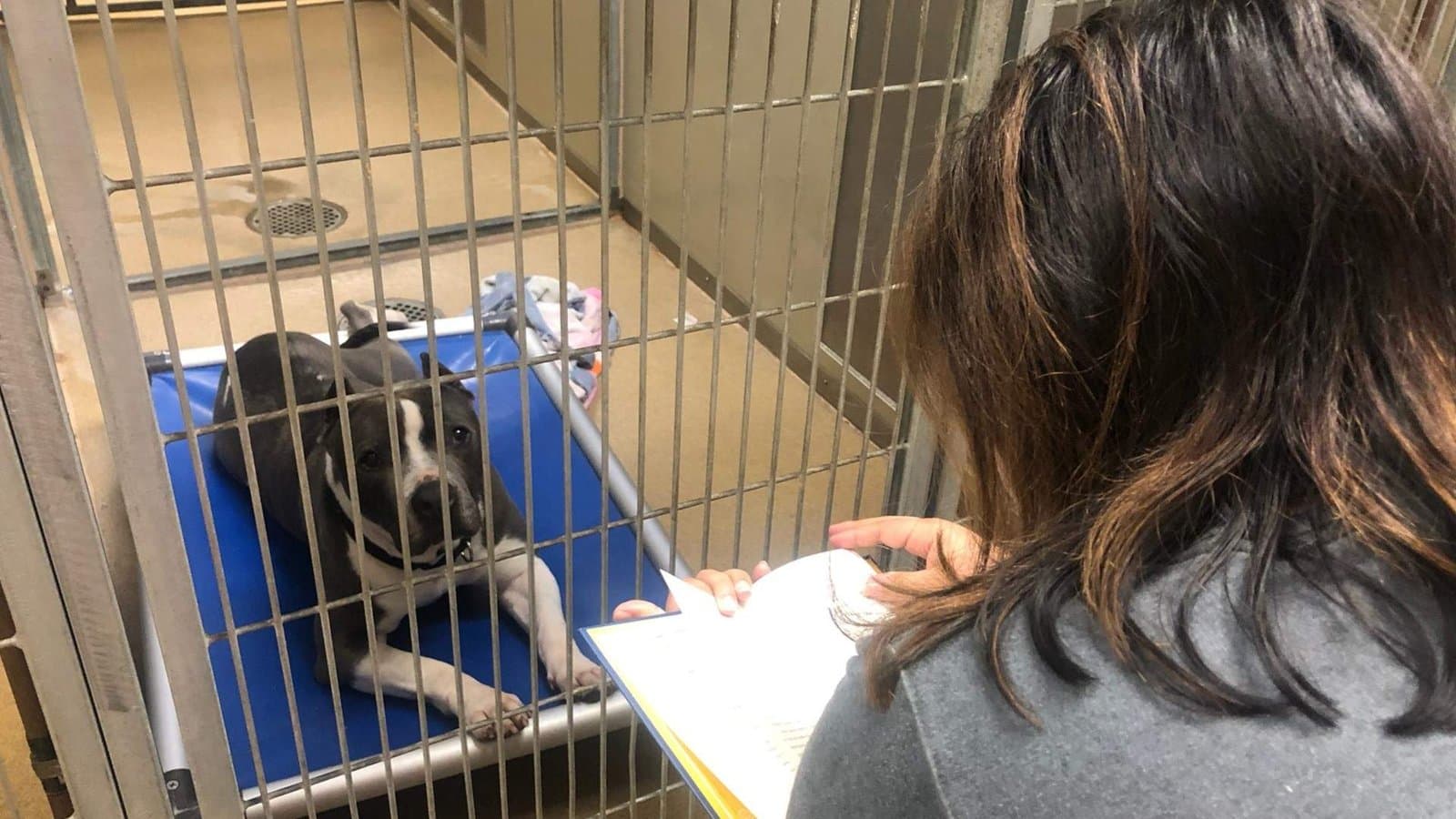 Sacramento Shelter Beats Fireworks Fear With Volunteers